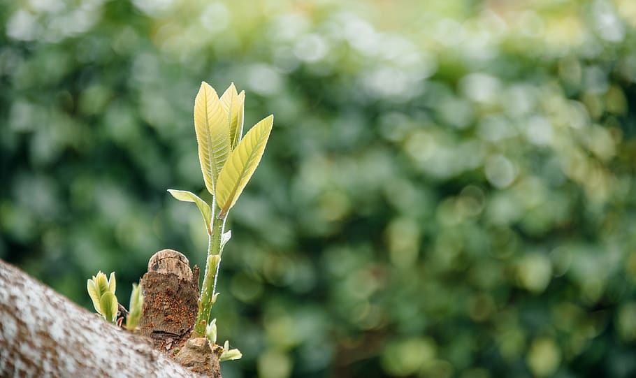 Selective Focus Photo of Tree With Green Leaves, blurred background HD wallpaper