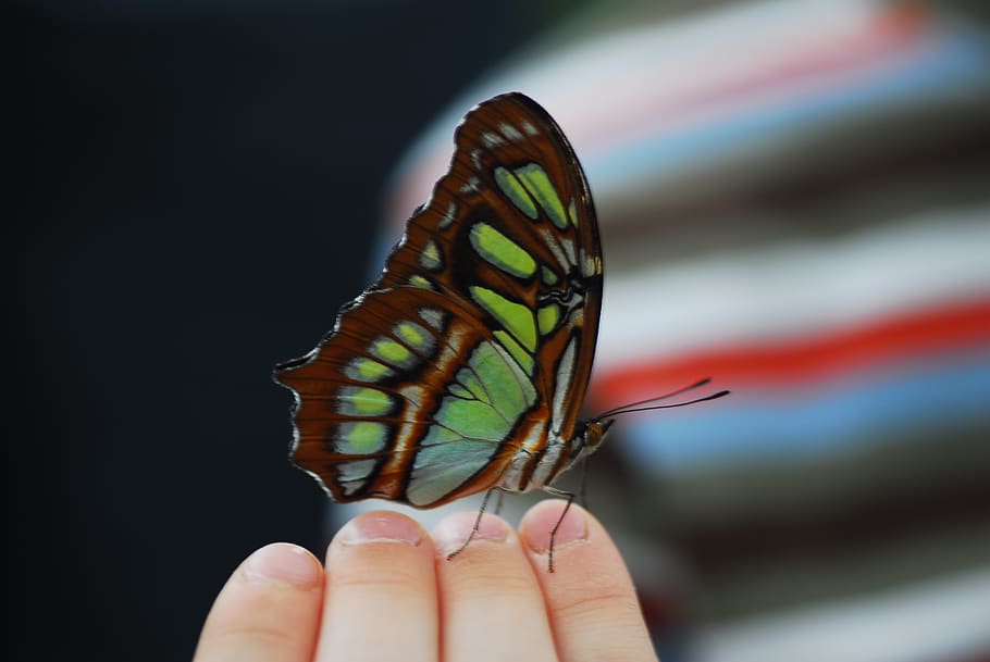 butterfly, insect, nature, wing, child, hand, learn, explore HD wallpaper