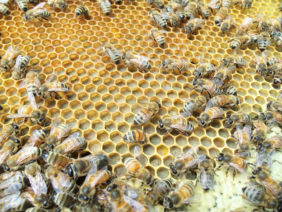 honey bee, capped, pollen, worker, wax, insect, hive, beekeeping HD wallpaper