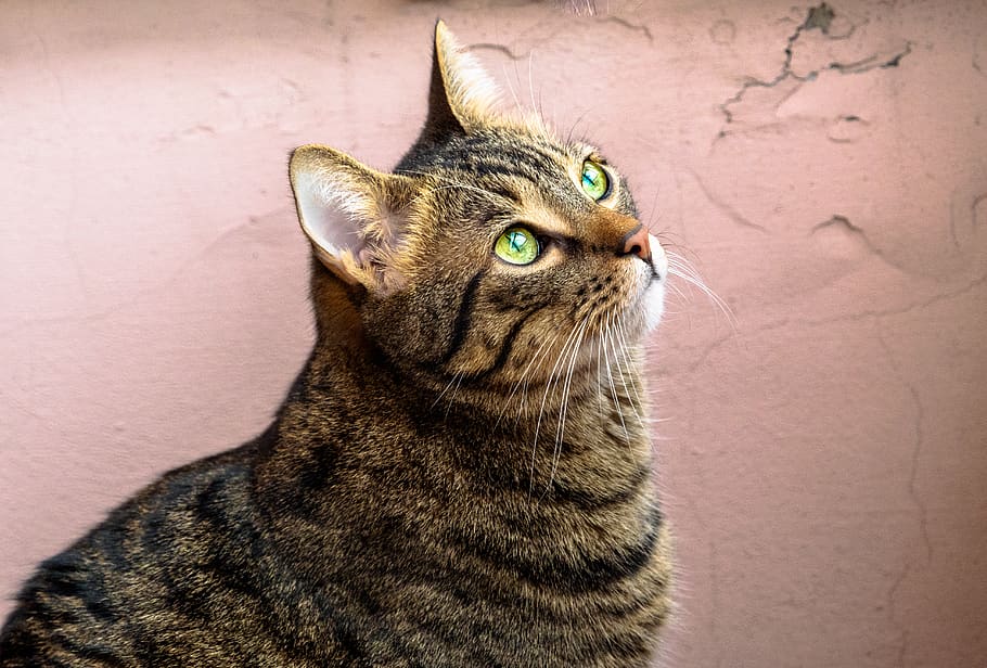 cat, look, eyes, one animal, animal themes, pets, domestic cat HD wallpaper