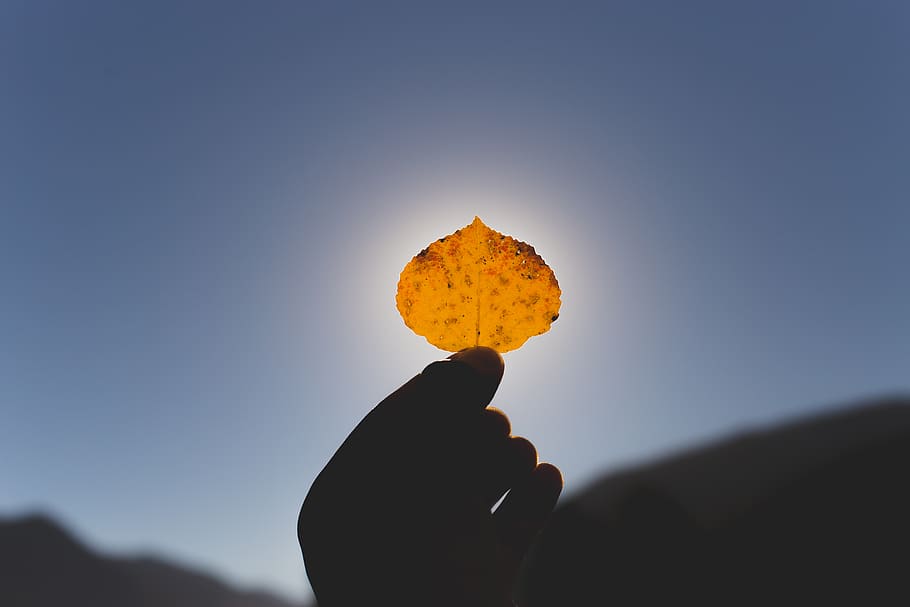 autumn, fall, wanderlust, backlit, solar, sun, leafe, tree HD wallpaper