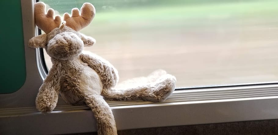 moose, train, landscape, window, transportation, stuffed, animal, HD wallpaper
