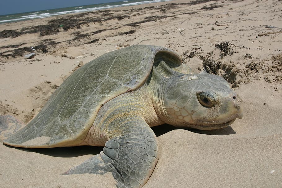 sand, turtle, beach, shore, animal, nature, wild, animal themes HD wallpaper