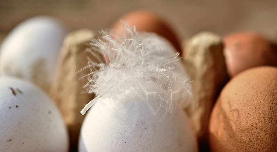 egg, hen's egg, bio, organic eggs, food, nutrition, eggshell HD wallpaper