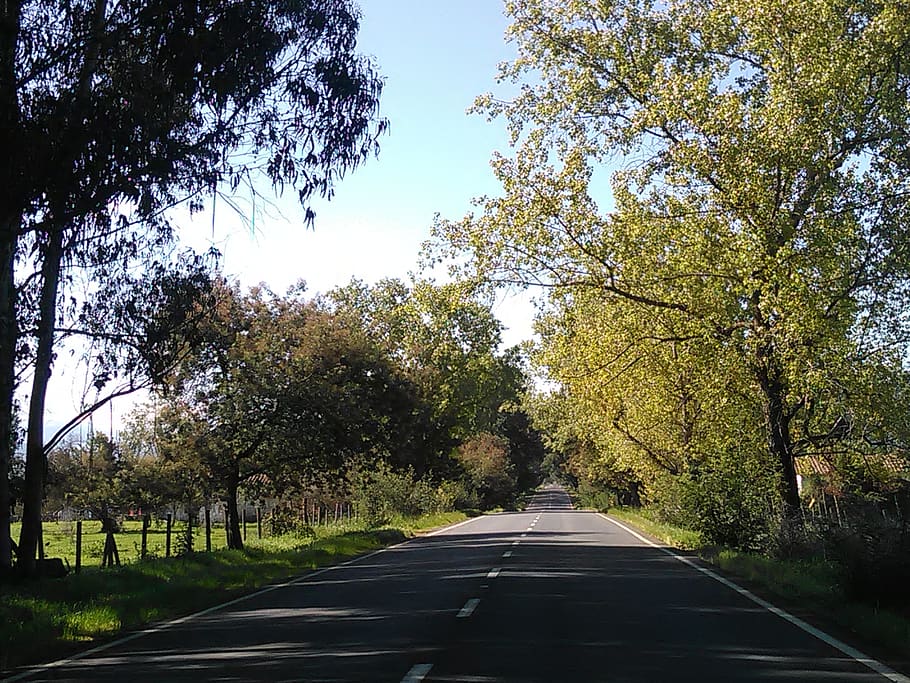 chile, talca, traveling, forest, road, trees, driving, nature HD wallpaper