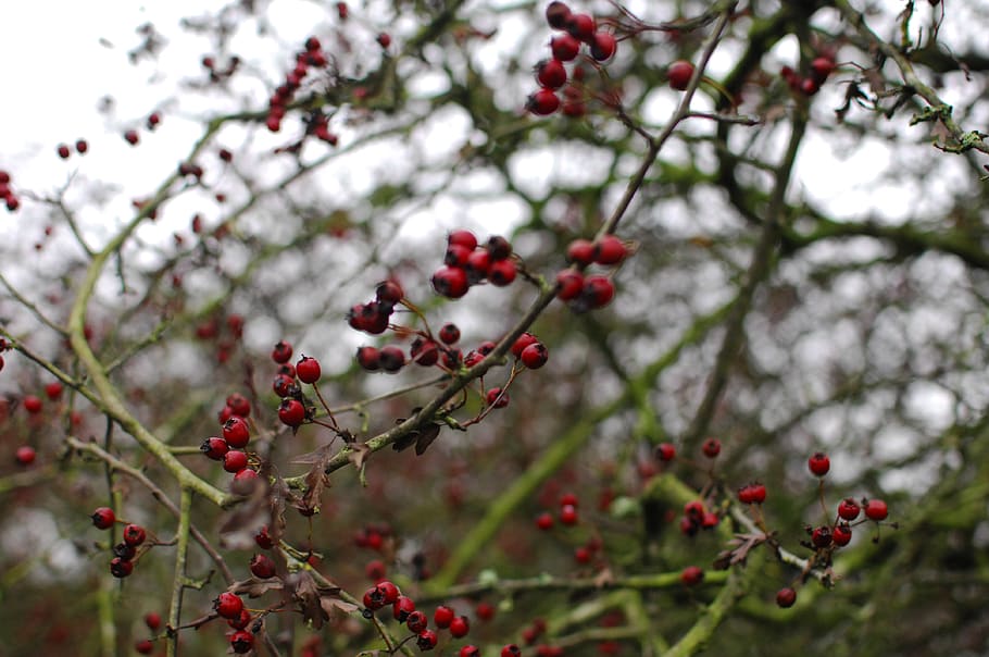 united kingdom, cannock, cannock chase, berries, woodland, autumn