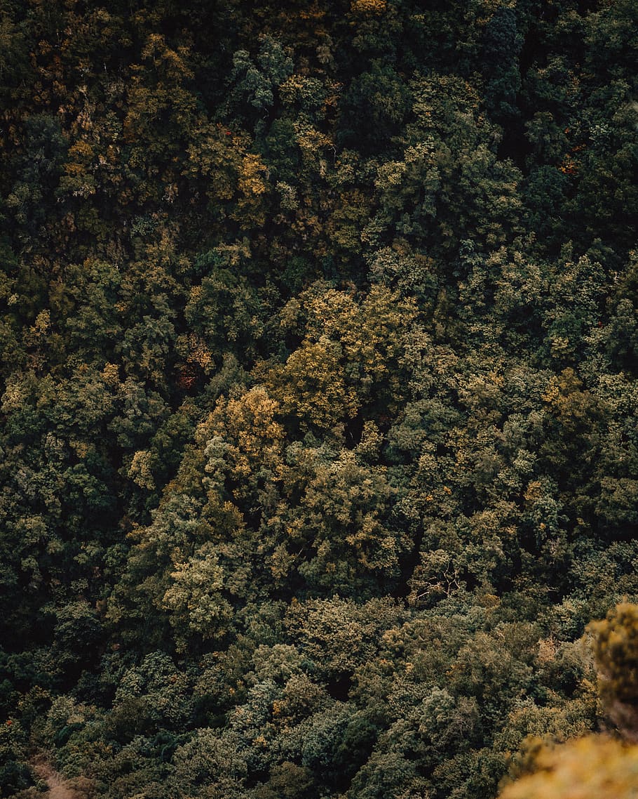 green trees, plant, beauty in nature, no people, tranquility HD wallpaper