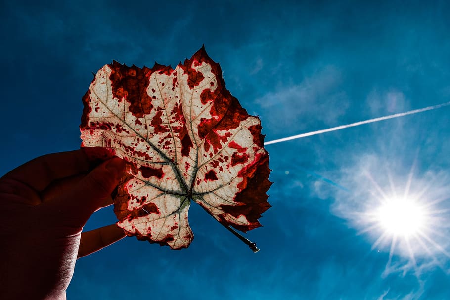 leaf, grape, sky, sun, blue, colors, plane, trail, human hand HD wallpaper