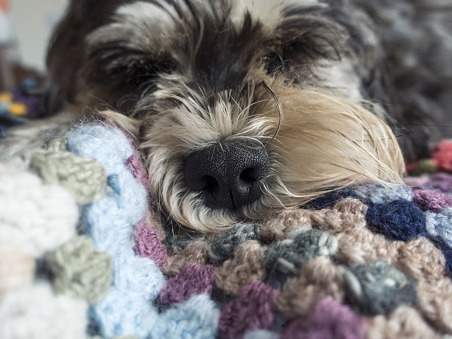pets, pet therapy, calm, floor, vet, allergy, hairy, wool, peace HD wallpaper
