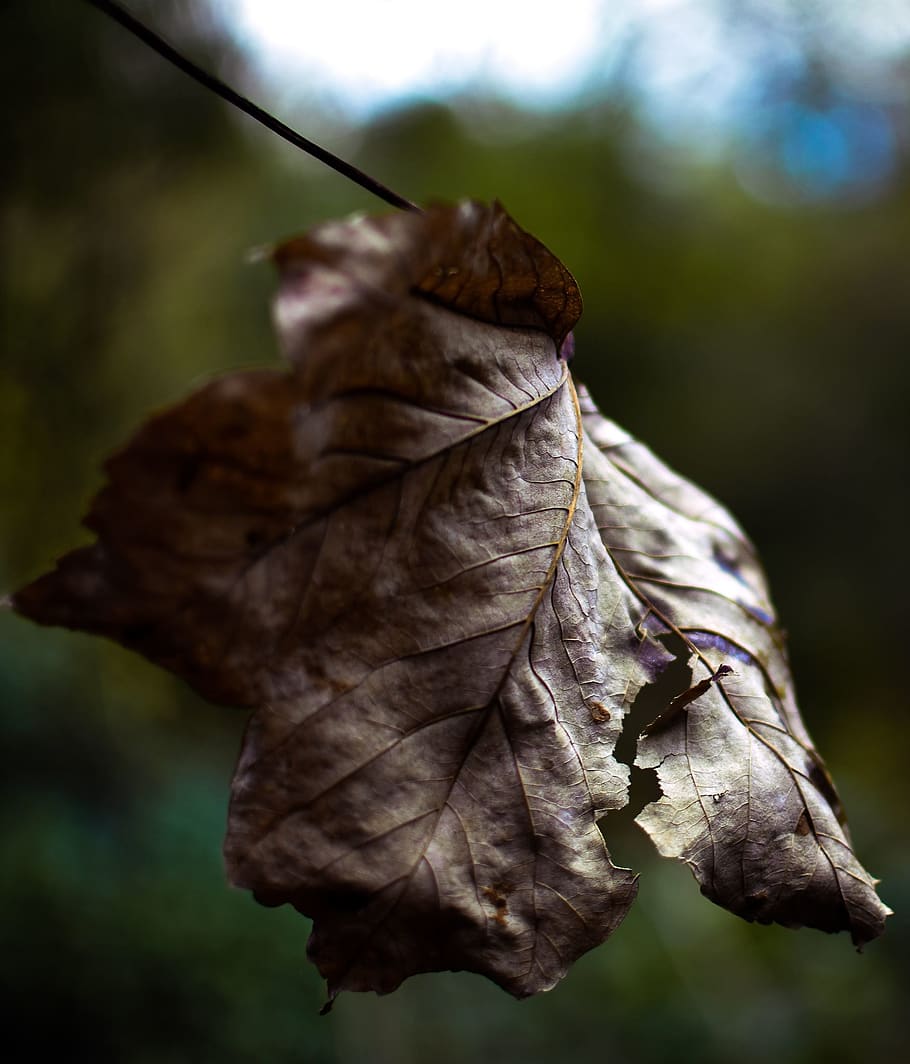 united kingdom, banstead, dry, plant part, leaf, focus on foreground HD wallpaper
