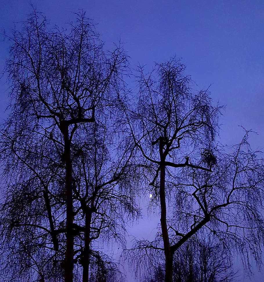 night, trees, moon, blue, dark, gloomy, halloween, sky, plant HD wallpaper