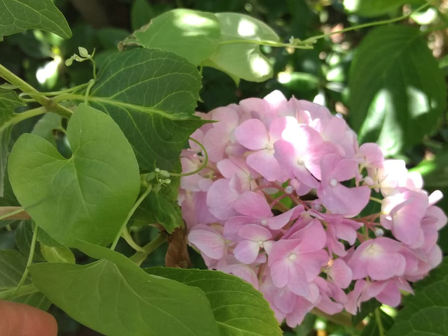 plant, leaf, flower, plant part, flowering plant, beauty in nature HD wallpaper