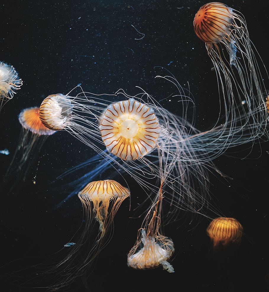 white and yellow jellyfish, animals in the wild, animal wildlife HD wallpaper