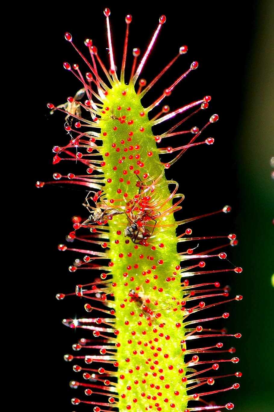 drosera, insect, leaf, green, carnivorous, predators, plant HD wallpaper