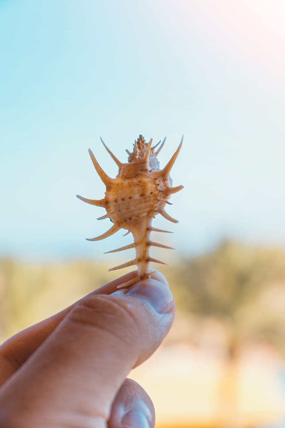 shell, vacation, holding, hand, white, sharp, exotic, harsh HD wallpaper