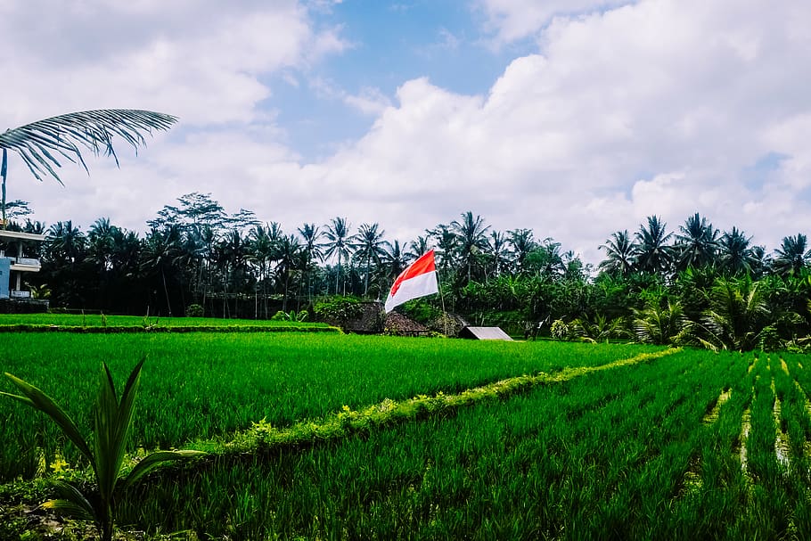 plant, cloud - sky, tree, green color, patriotism, grass, flag HD wallpaper
