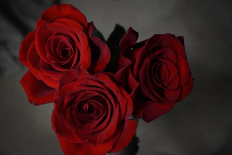 rose, red, petals, rose - flower, flowering plant, beauty in nature HD wallpaper