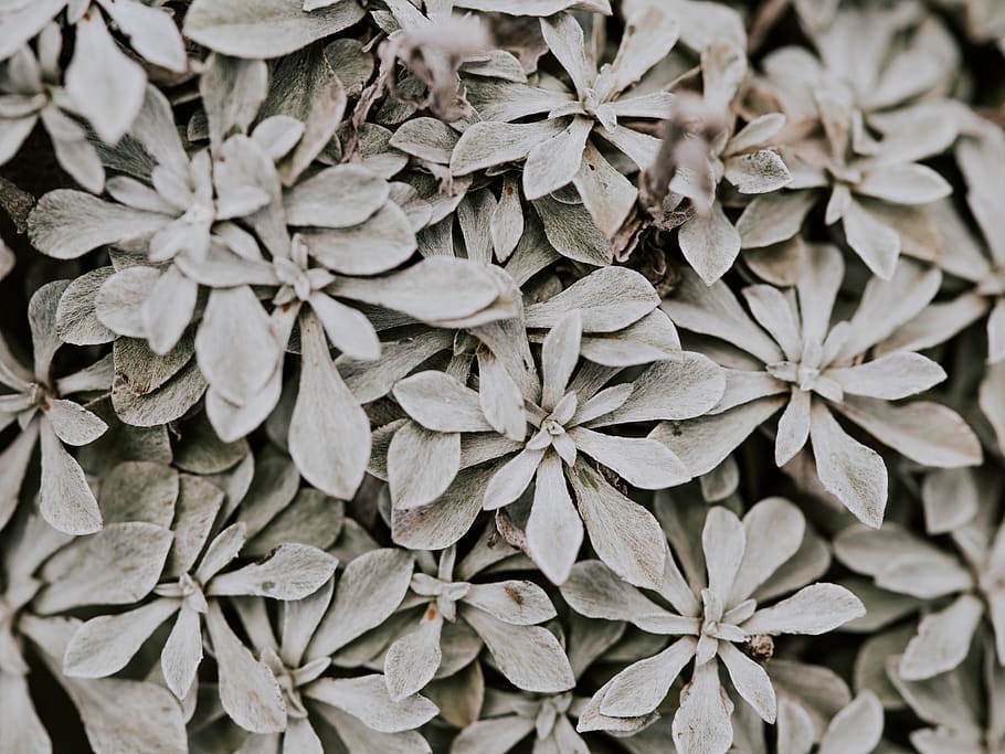 green plant, full frame, backgrounds, close-up, no people, beauty in nature HD wallpaper