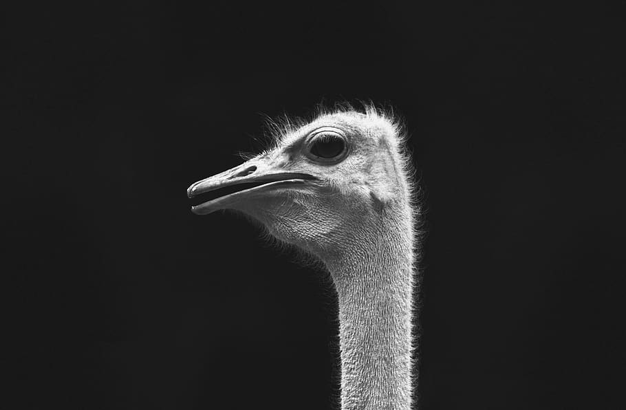 uganda, entebbe, one animal, bird, animal themes, vertebrate HD wallpaper