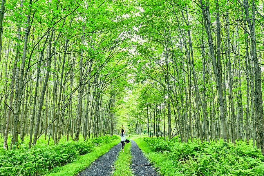 forest, yoga, tree, plant, the way forward, green color, direction HD wallpaper