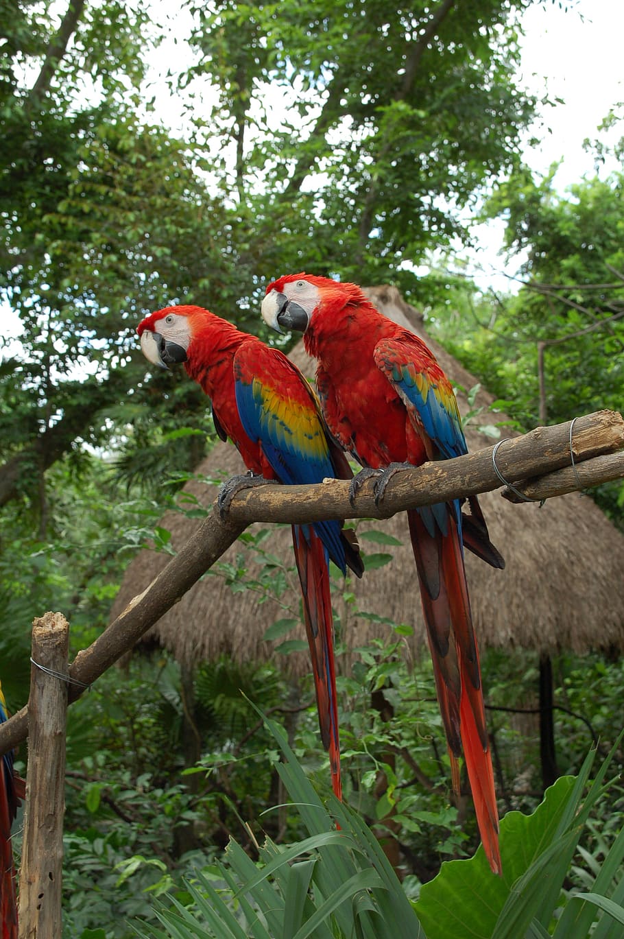 mexico, playa del carmen, birds, parrots, tree, animal themes, HD wallpaper