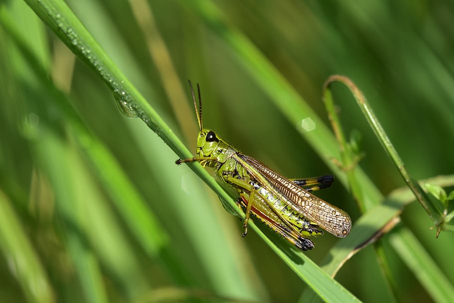 grasshopper, insect, close up, nature, green, viridissima, animal HD wallpaper