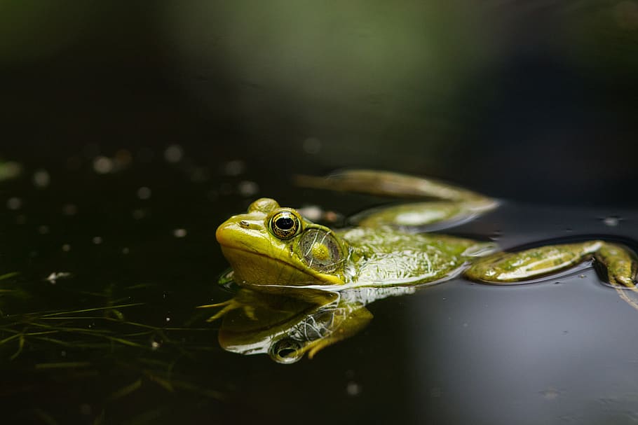 frog, pond, lake, green, nature, water, amphibian, toad, amphibians HD wallpaper