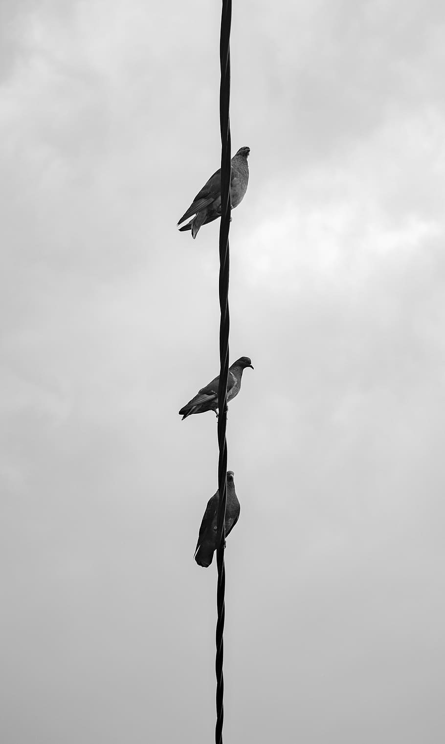 guatemala, antigua guatemala, vertebrate, animals in the wild