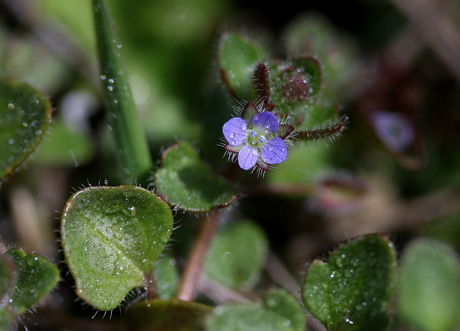 flower, blue, violet, spring, coloring, nature, supplies, small HD wallpaper