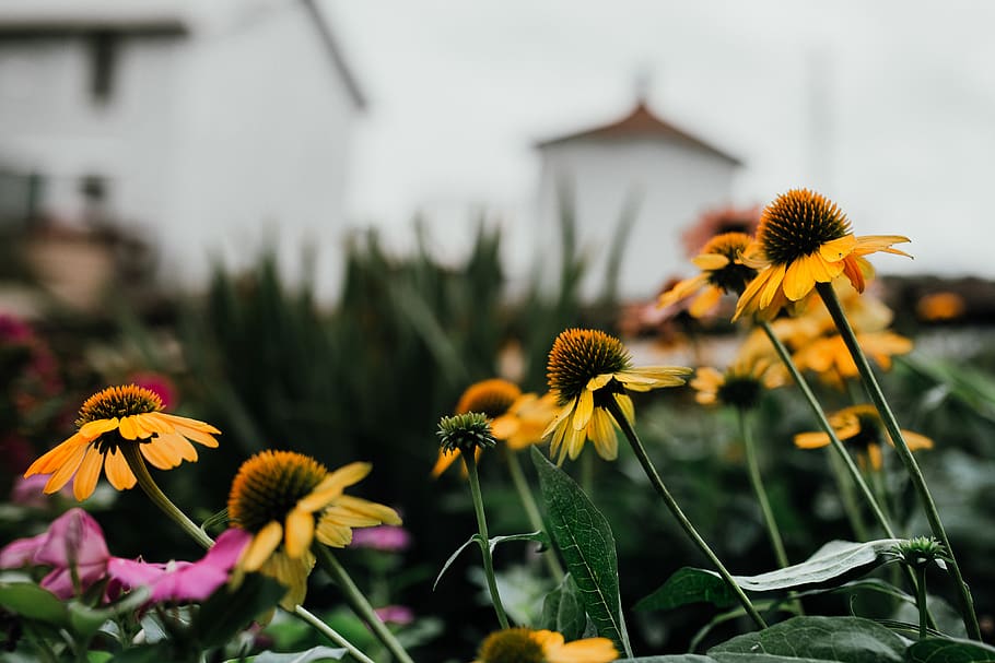yellow-petaled flower, plant, blossom, daisy, daisies, pollen HD wallpaper
