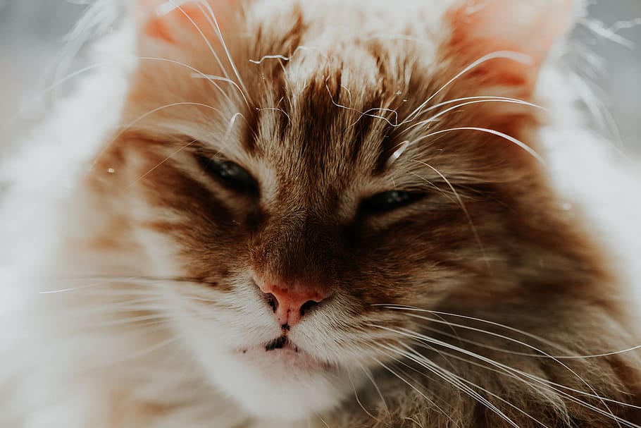 brown cat, mammal, domestic, domestic cat, pets, domestic animals HD wallpaper