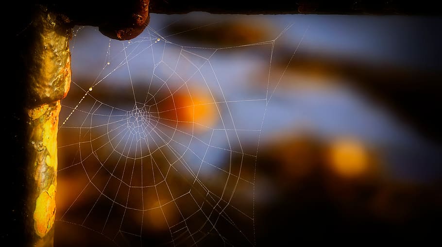 Selective Focus Photo of Spider Web, blur, close-up, cobweb, macro HD wallpaper