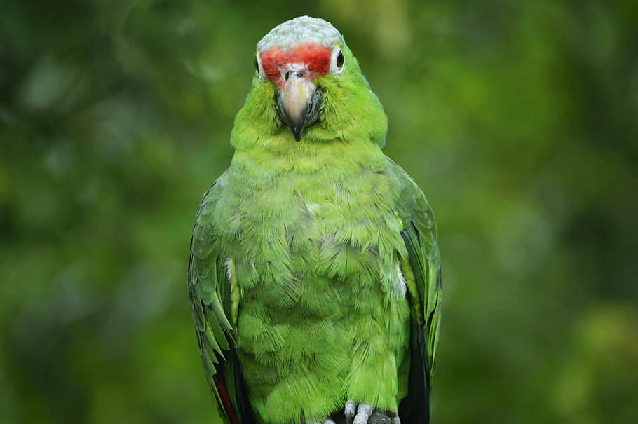 parrot, lora, green, ecuador, guayaquil, fauna, animals, birds HD wallpaper