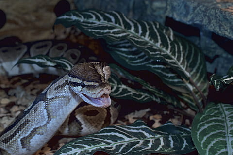 ball python, snakehead, snappy, python regius, foraging, terrarium HD wallpaper