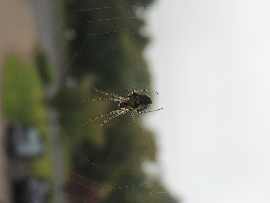 united kingdom, ramsbottom, spider, web, invertebrate, spider web HD wallpaper