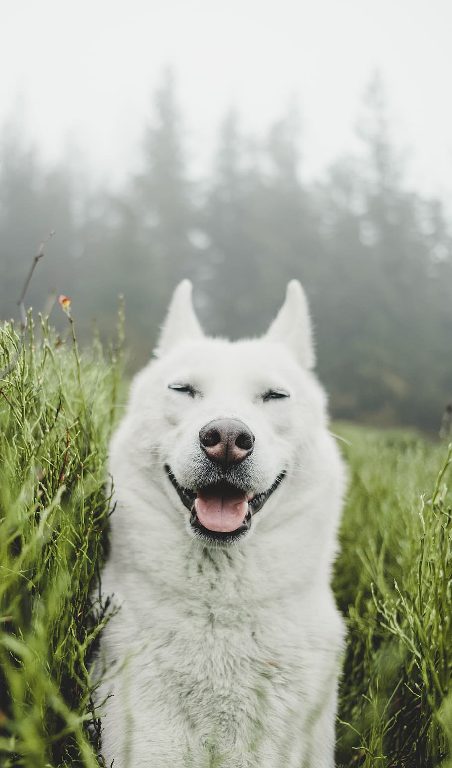 white dog between bushes, animal, mammal, one animal, animal themes HD wallpaper