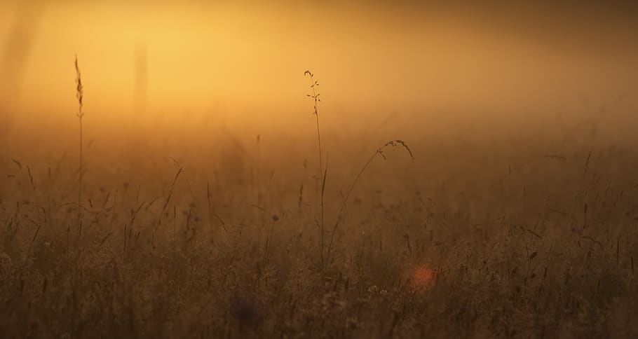 germany, erlangen, grass, grassland, pasture, sun up, rise HD wallpaper