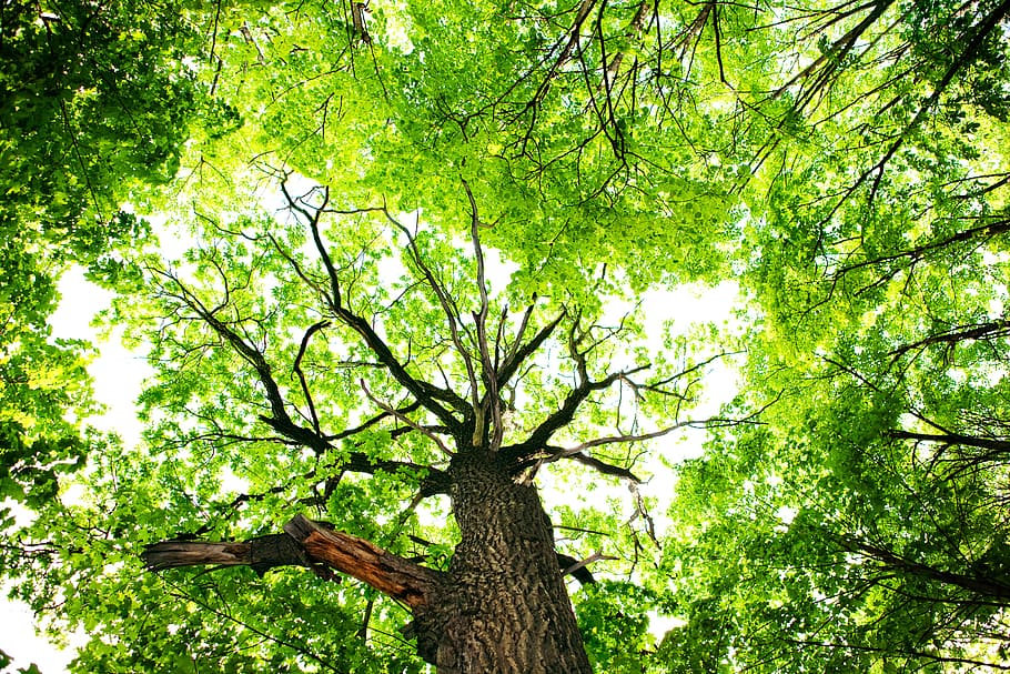 tree, trees, nature, forest, green, summer, wood, background HD wallpaper