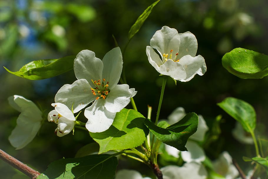 apple tree, white, flowers, bloom, spring, may, flowering plant HD wallpaper