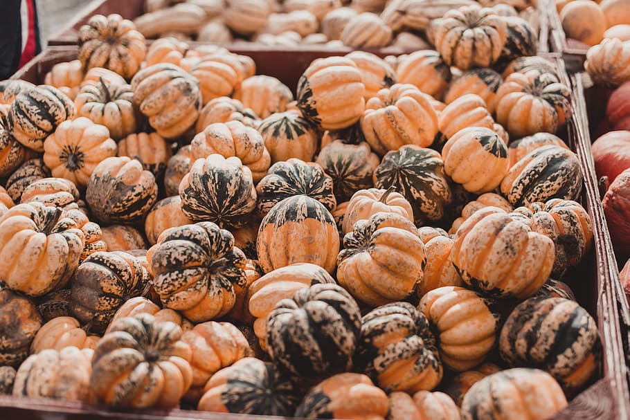 shallow focus photo of vegetables, fall, autum, halloween, pumpkin HD wallpaper