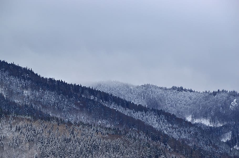 forest photo, winter, cold temperature, beauty in nature, tranquility HD wallpaper