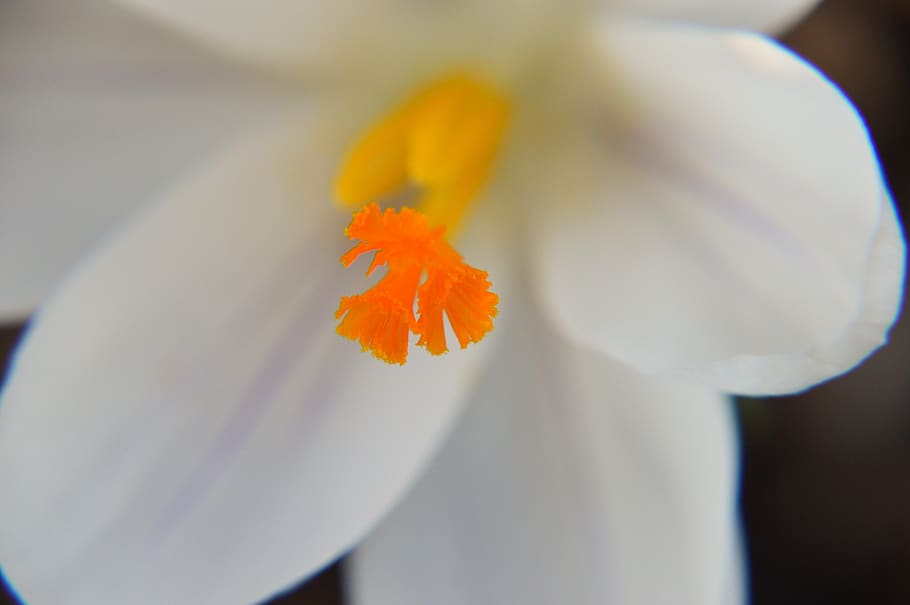 flower, crocus, petals, white, plants, nature, spring, garden HD wallpaper