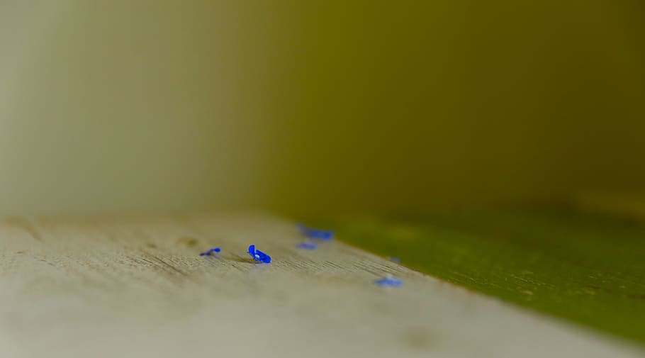 blue, flowers, selective focus, no people, close-up, copy space HD wallpaper