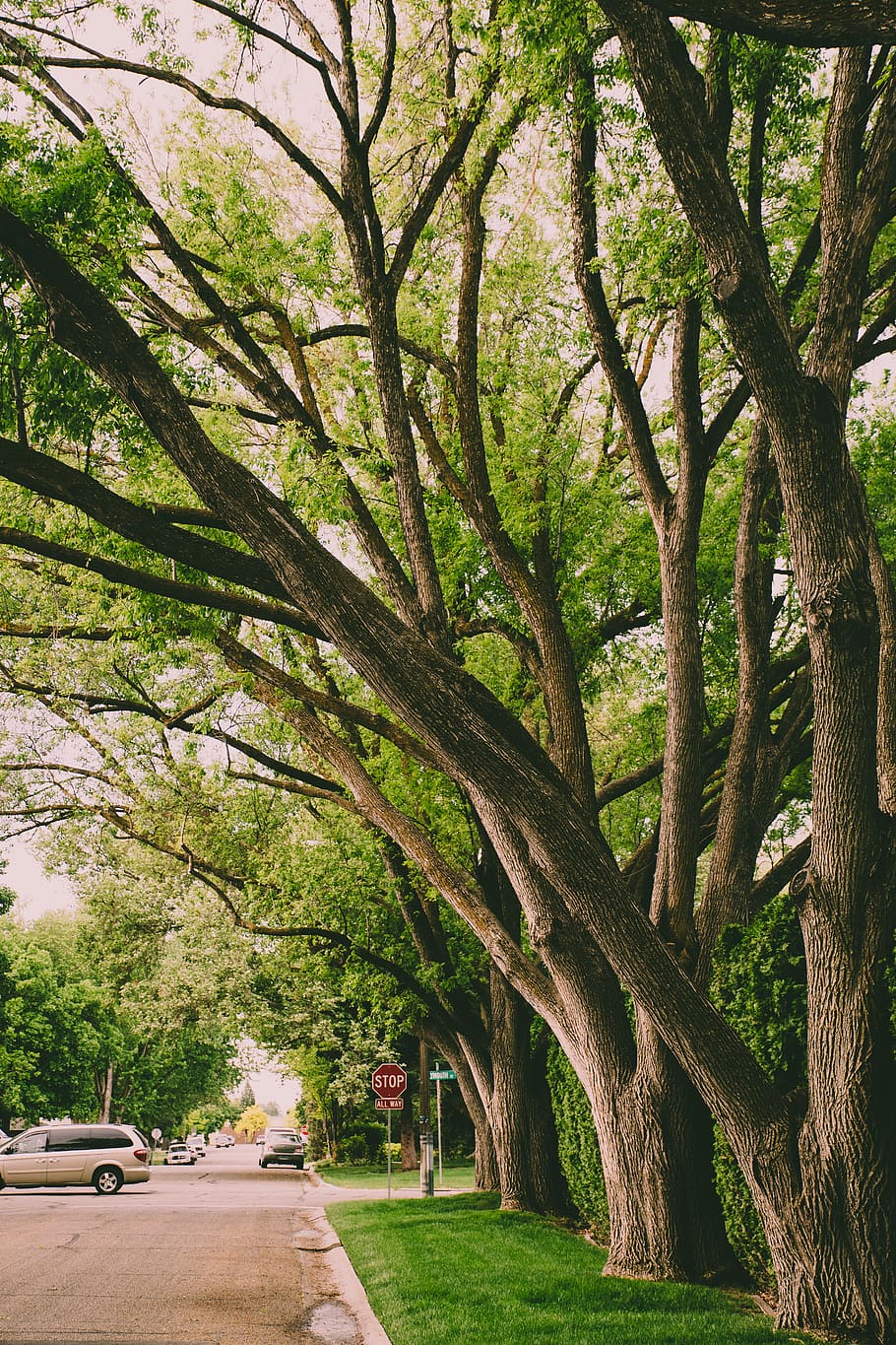 Green Leafed Trees Near Gray Van, branch, environment, grass HD wallpaper