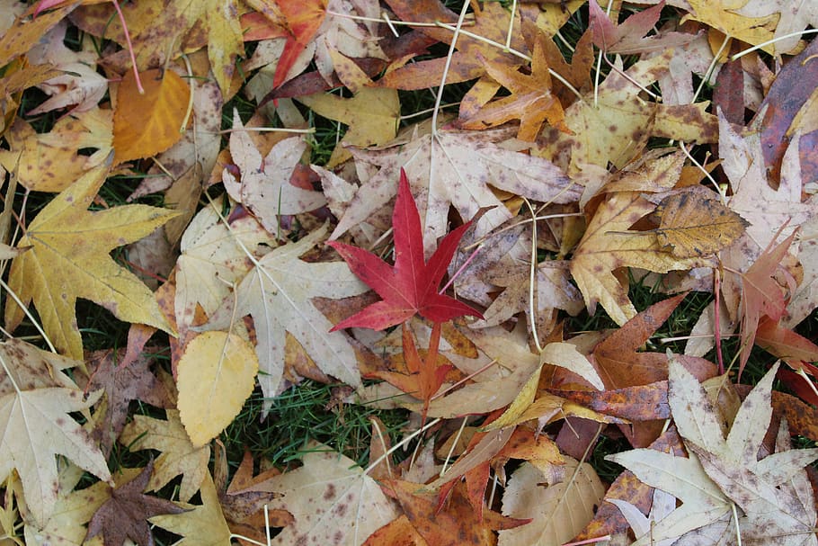 leaf, leaves, red, yellow, autumn, nature, colorful, fall, seasonal HD wallpaper