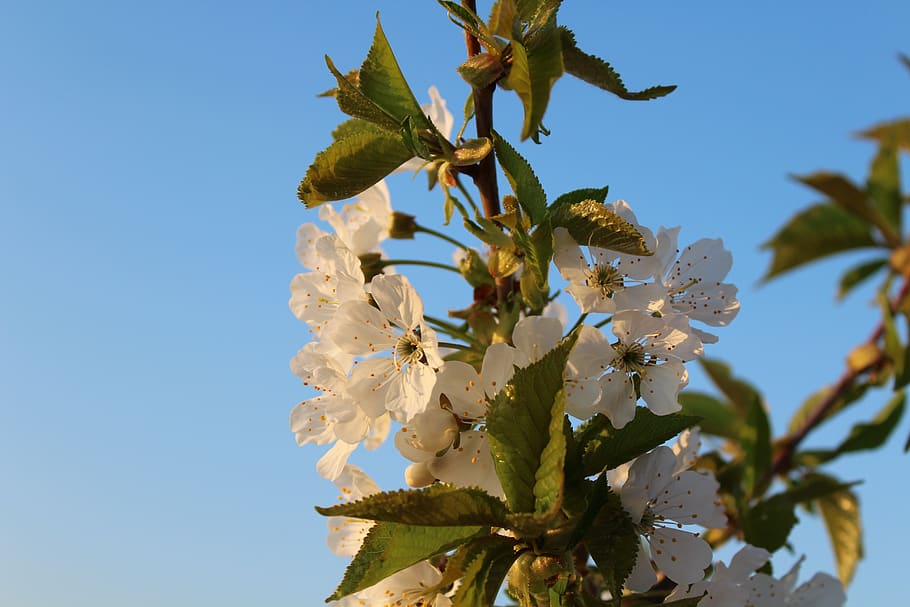 spring, cherries, flowers, tree, plant, flowering plant, growth HD wallpaper