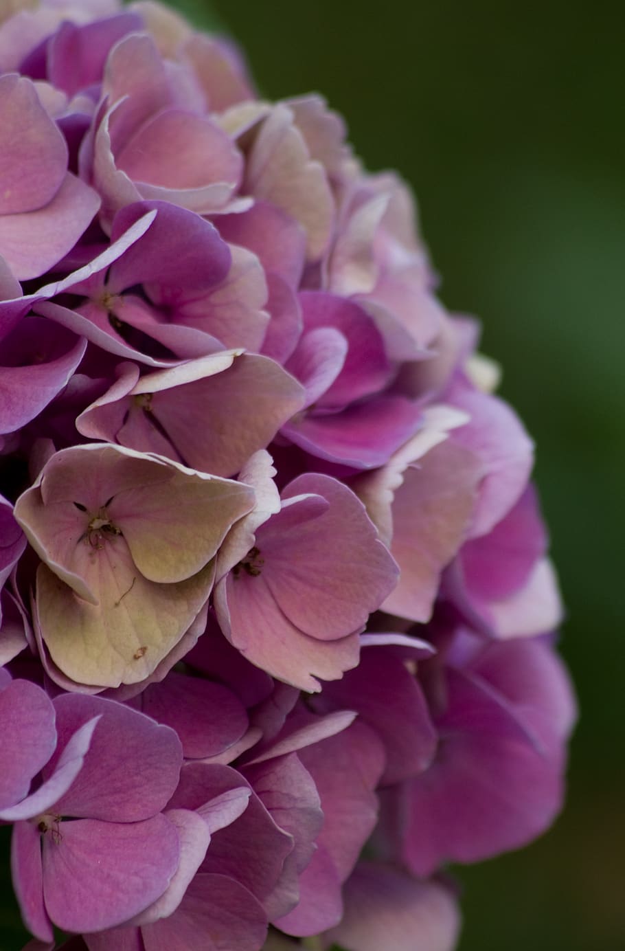 flowers, rosa, plants, flowering plant, beauty in nature, petal HD wallpaper