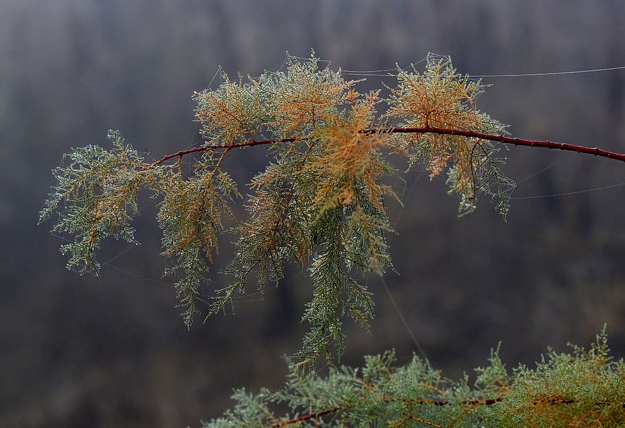 casey, leaves, spider web, drops, wet, morning, autumn, plant HD wallpaper