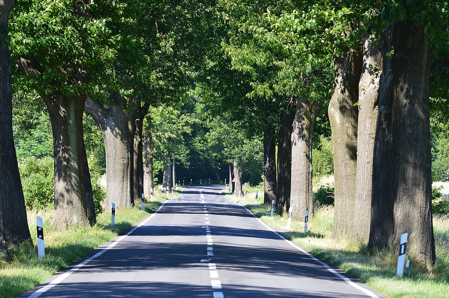 trees, avenue, road, plant, direction, the way forward, transportation HD wallpaper