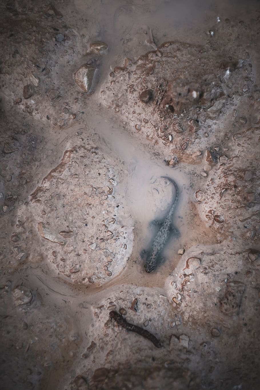 ground, mud, soil, lizard, reptile, animal, puddle, pollution HD wallpaper